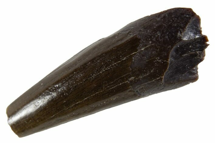 Cretaceous Fossil Mammal Partial Tooth - Montana #341152